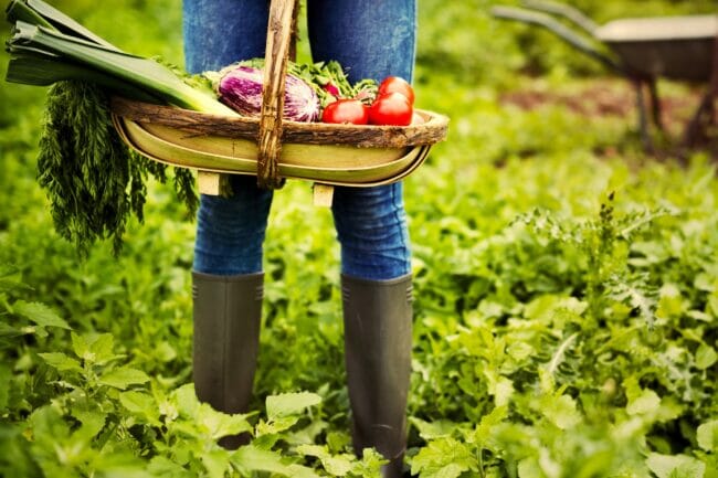 Vegetable farm