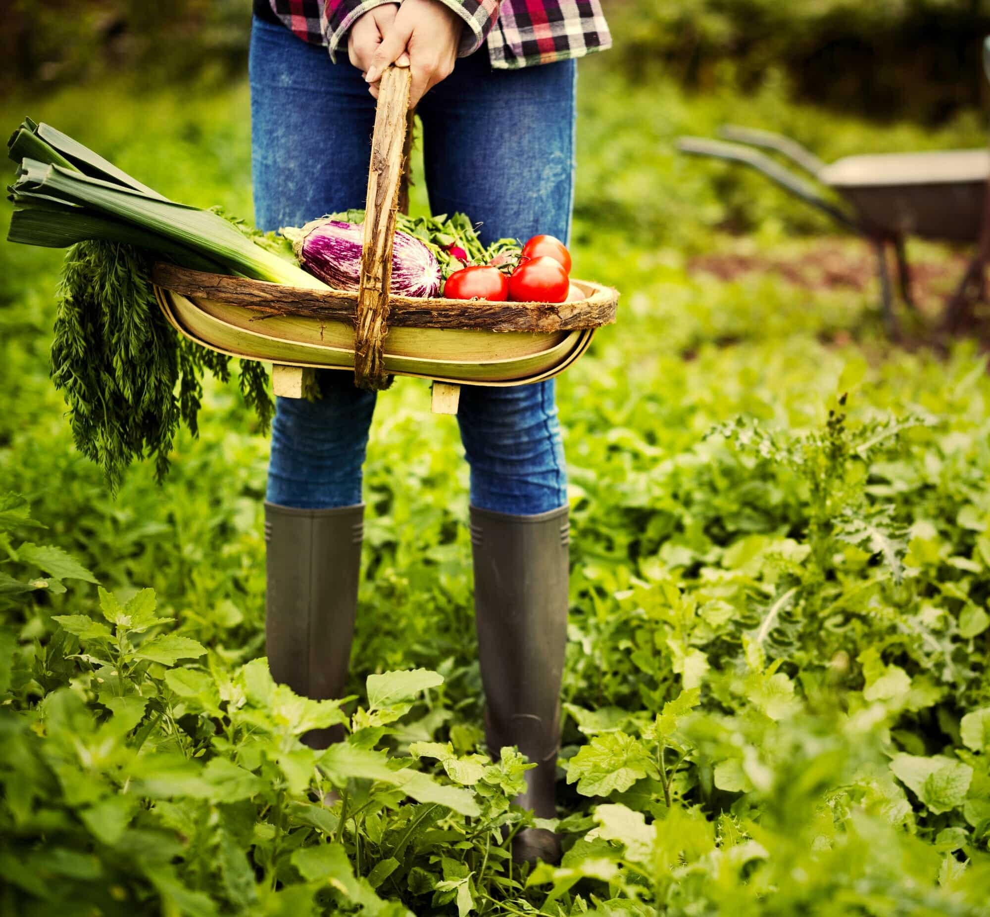 Vegetable farm